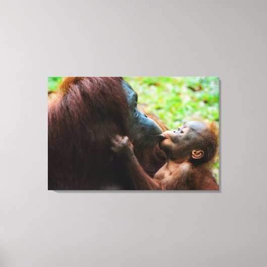 Orang-oetan moeder en baby canvas afdruk (Voorkant)