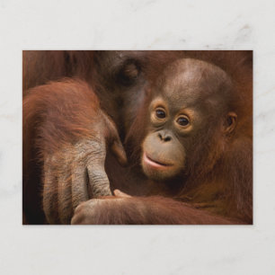 Orang-oetan moeder en baby in de dierentuin briefkaart