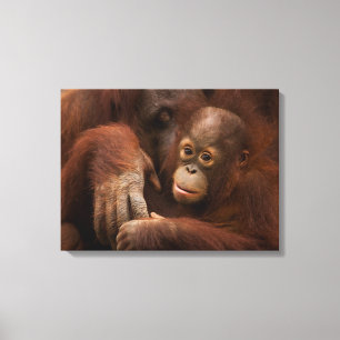 Orang-oetan moeder en baby in de dierentuin canvas afdruk