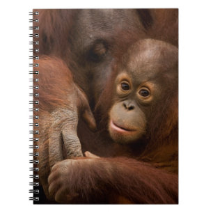 Orang-oetan moeder en baby in de dierentuin notitieboek