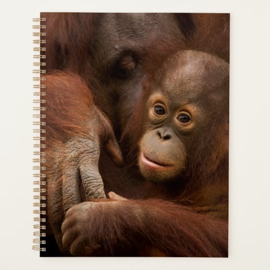 Orang-oetan moeder en baby in de dierentuin planner (Voorkant)