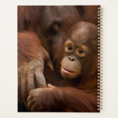 Orang-oetan moeder en baby in de dierentuin planner (Achterkant)