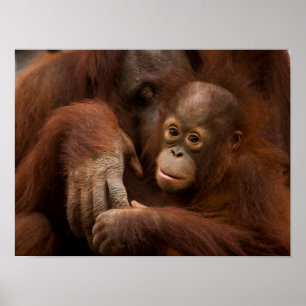 Orang-oetan moeder en baby in de dierentuin poster
