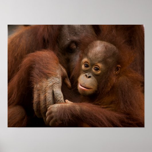 Orang-oetan moeder en baby in de dierentuin poster (Voorkant)