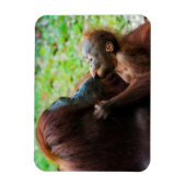 Orang-oetan moeder en baby magneet (Verticaal)
