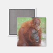 Orang-oetan moeder en Baby op eiland Borneo Magneet (Voorkant / Achterkant)
