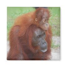 Orang-oetan moeder en Baby op eiland Borneo