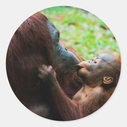Orang-oetan moeder en baby ronde sticker (Voorkant)