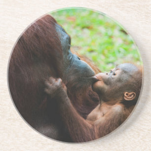 Orang-oetan moeder en baby zandsteen onderzetter