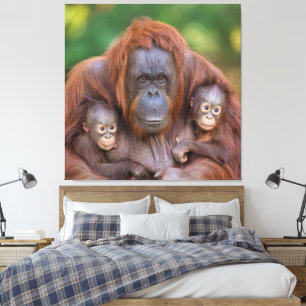 Orang-oetan moeder kijkt naar twee baby's canvas afdruk