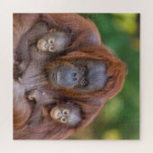 Orang-oetan moeder kijkt naar twee baby's legpuzzel (Horizontaal)