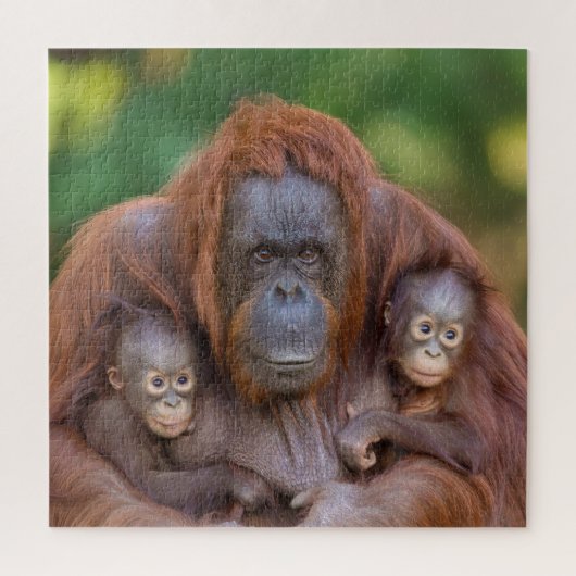 Orang-oetan moeder kijkt naar twee baby's legpuzzel (Verticaal)