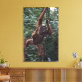 Orang-oetan moeder met Baby 3 Canvas Afdruk (Insitu (Woonkamer))