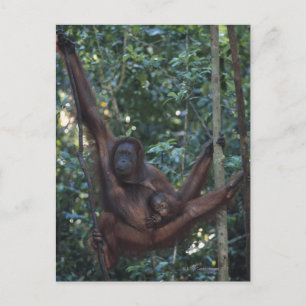 Orang-oetan moeder met Baby 4 Briefkaart