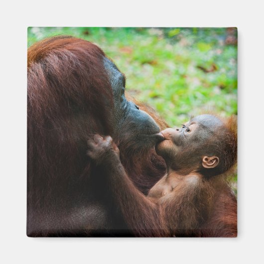 Orang-oetan moeder met baby magneet (Voorkant)