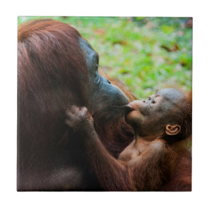 Orang-oetan moeder met baby tegeltje