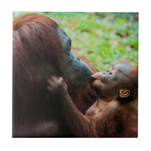 Orang-oetan moeder met baby tegeltje (Voorkant)