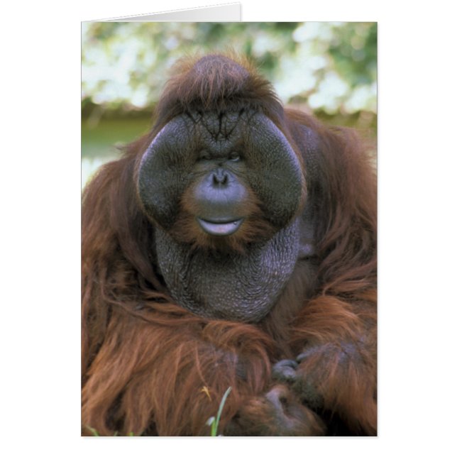 Orang-oetan Pongo Pygmaeus (Voorkant)