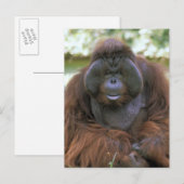 Orang-oetan Pongo Pygmaeus Briefkaart (Voorkant / Achterkant)