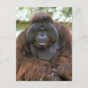 Orang-oetan Pongo Pygmaeus Briefkaart