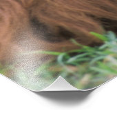 Orang-oetan Pongo Pygmaeus Foto Afdruk (Hoek)