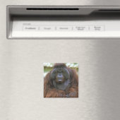 Orang-oetan Pongo Pygmaeus Magneet (Insitu (Vaatwasser))