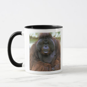 Orang-oetan Pongo Pygmaeus Mok
