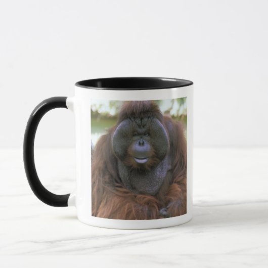 Orang-oetan Pongo Pygmaeus Mok (Links)