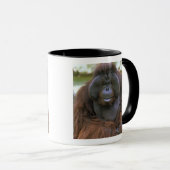Orang-oetan Pongo Pygmaeus Mok (Voorkant rechts)