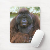 Orang-oetan Pongo Pygmaeus Muismat (Met muis)