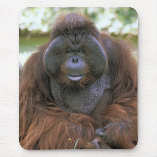 Orang-oetan Pongo Pygmaeus Muismat (Voorkant)