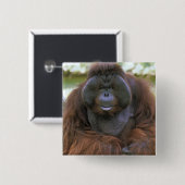 Orang-oetan Pongo Pygmaeus Vierkante Button 5,1 Cm (Voorkant /achterkant)