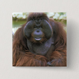 Orang-oetan Pongo Pygmaeus Vierkante Button 5,1 Cm