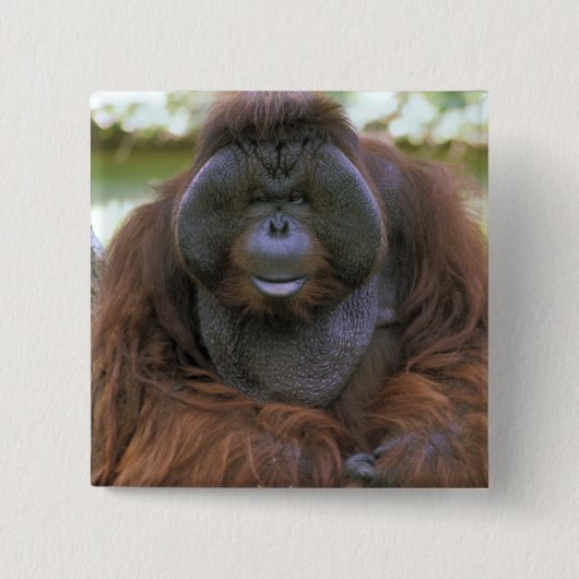 Orang-oetan Pongo Pygmaeus Vierkante Button 5,1 Cm (Voorkant)