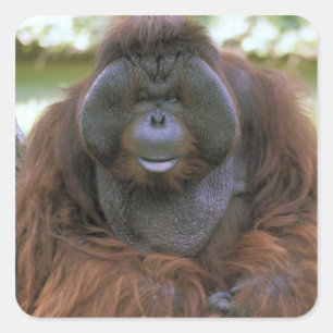 Orang-oetan Pongo Pygmaeus Vierkante Sticker
