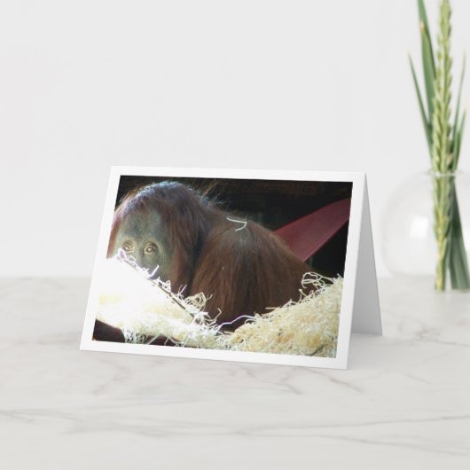 Orang-oetan Portret Kaart (Voorkant)