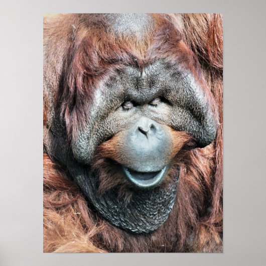 ORANG-OETAN POSTER (Voorkant)