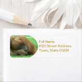 Orang-oetan retouradres etiket (Insitu)