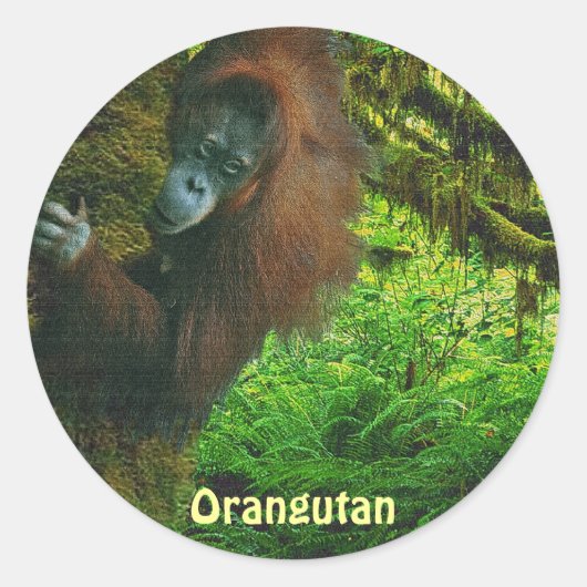 Orang-oetan rode aap & Oerwoud primaat Stickers (Voorkant)