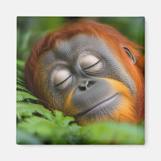 Orang-oetan Wilde Dier Rustend Portret Magneet (Voorkant)