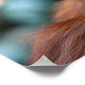 Orang-oetan Wilde Dier Rustend Portret Poster (Hoek)