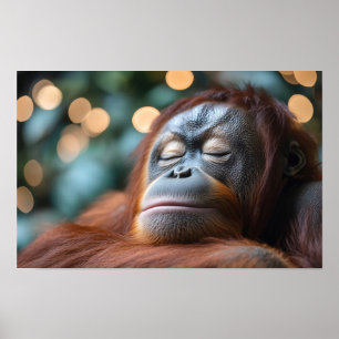 Orang-oetan Wilde Dier Rustend Portret Poster