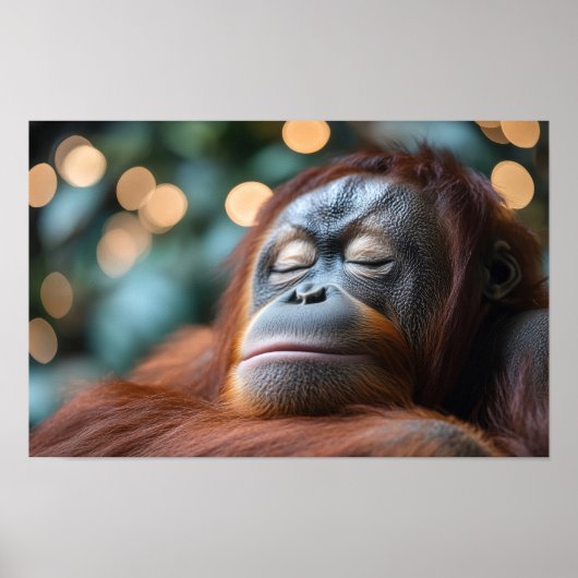 Orang-oetan Wilde Dier Rustend Portret Poster (Voorkant)