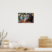 Orang-oetan Wilde Dier Rustend Portret Poster (Keuken)
