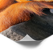 Orang-oetan Wilde Dier Rustend Portret Poster (Hoek)