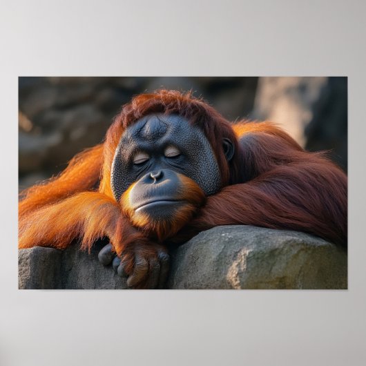 Orang-oetan Wilde Dier Rustend Portret Poster (Voorkant)