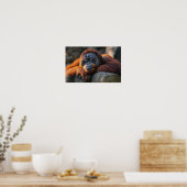 Orang-oetan Wilde Dier Rustend Portret Poster (Keuken)