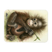Orang-oetanbaby met bladeren magneet (Horizontaal)
