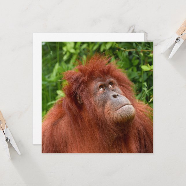 Orang-oetans bedachtzame blik (Voorkant / Achterkant in situ)