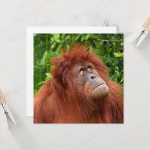 Orang-oetans bedachtzame blik